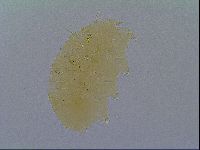 Echiniscus virginicus image