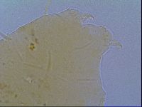 Echiniscus virginicus image