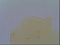 Echiniscus virginicus image