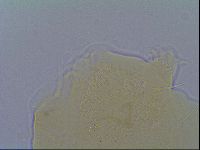 Echiniscus virginicus image