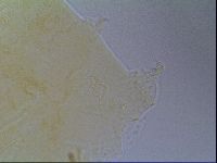Echiniscus virginicus image