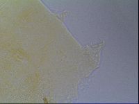 Echiniscus virginicus image