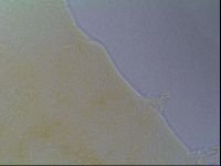 Echiniscus virginicus image