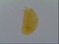 Echiniscus virginicus image