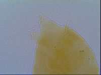 Echiniscus virginicus image