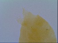 Echiniscus virginicus image
