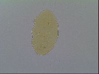 Echiniscus virginicus image