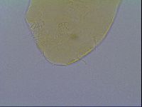 Echiniscus virginicus image