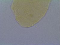Echiniscus virginicus image