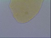 Echiniscus virginicus image