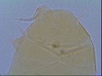 Echiniscus virginicus image