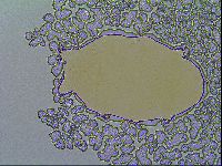 Echiniscus virginicus image
