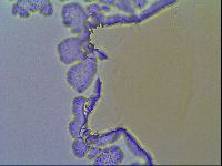 Echiniscus virginicus image