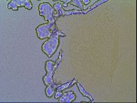 Echiniscus virginicus image