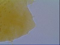Echiniscus virginicus image