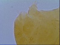 Echiniscus virginicus image