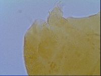 Echiniscus virginicus image