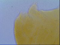 Echiniscus virginicus image