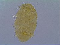 Echiniscus virginicus image
