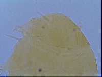 Echiniscus virginicus image