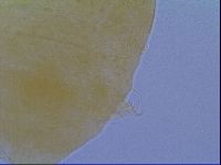 Echiniscus virginicus image