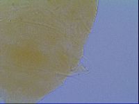 Echiniscus virginicus image
