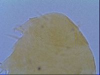 Echiniscus virginicus image
