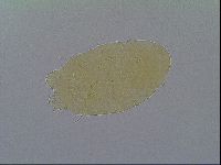 Echiniscus virginicus image