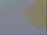 Echiniscus virginicus image