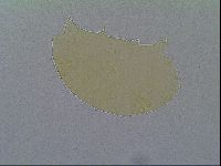 Echiniscus virginicus image