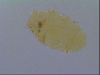 Echiniscus virginicus image