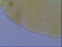 Echiniscus virginicus image