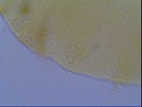 Echiniscus virginicus image