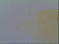 Echiniscus virginicus image