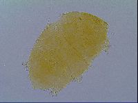 Echiniscus virginicus image