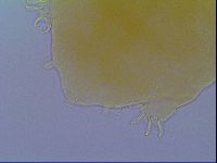 Echiniscus virginicus image
