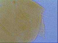 Echiniscus virginicus image