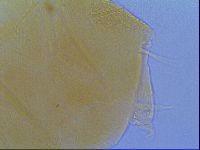 Echiniscus virginicus image