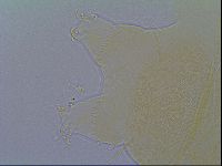 Echiniscus virginicus image