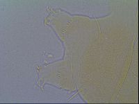 Echiniscus virginicus image