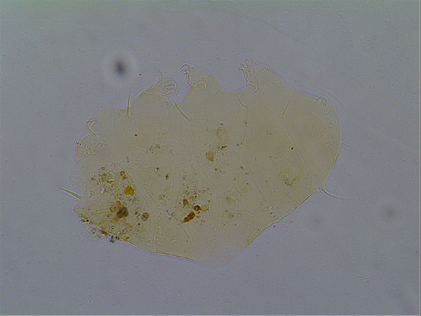 Echiniscus virginicus image
