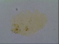 Echiniscus virginicus image