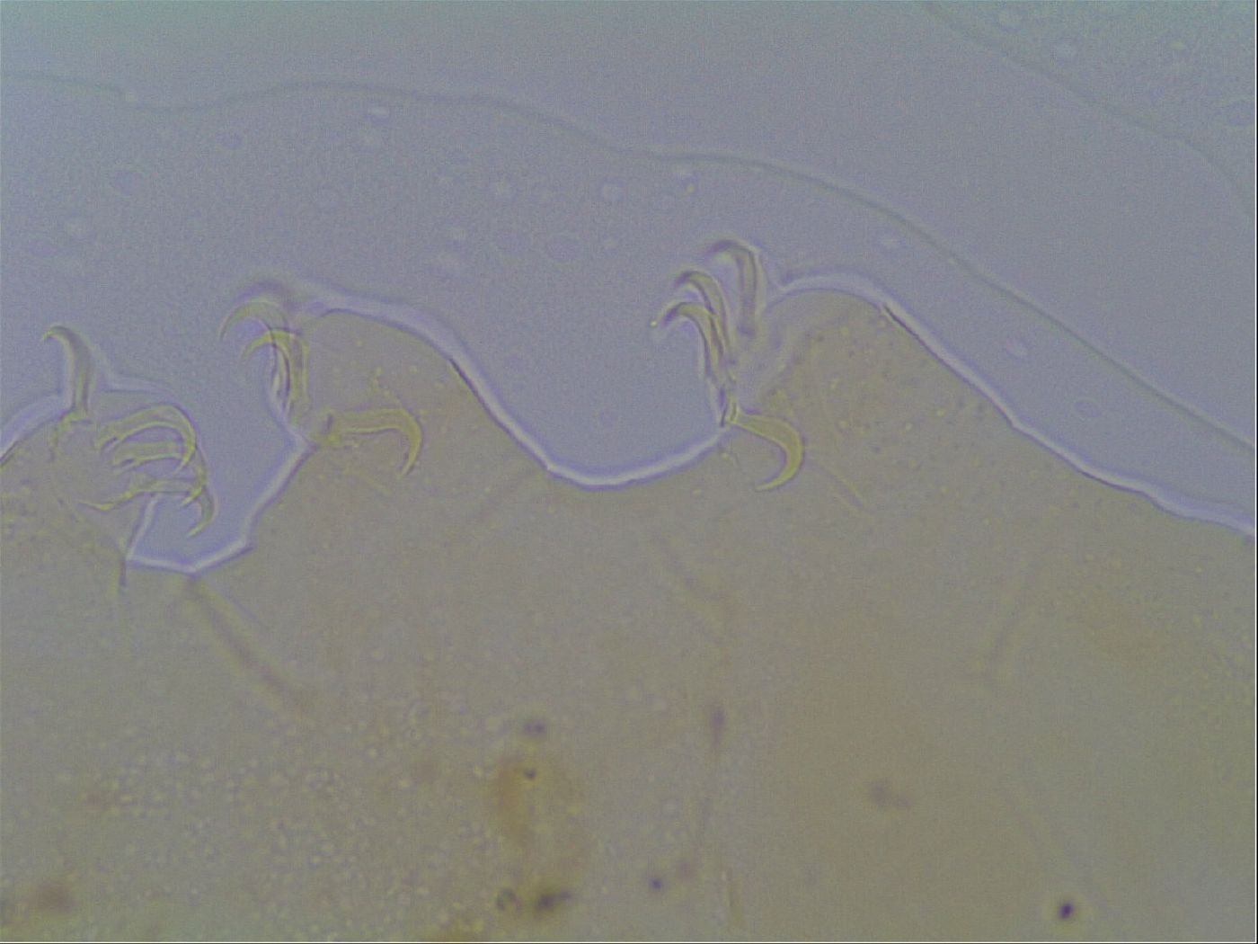 Echiniscus virginicus image