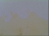 Echiniscus virginicus image