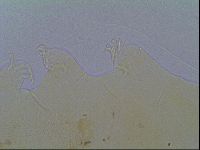 Echiniscus virginicus image