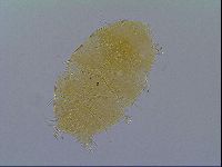Echiniscus virginicus image