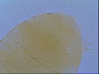 Echiniscus virginicus image