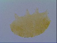 Echiniscus virginicus image