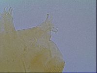Echiniscus virginicus image
