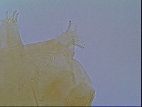 Echiniscus virginicus image